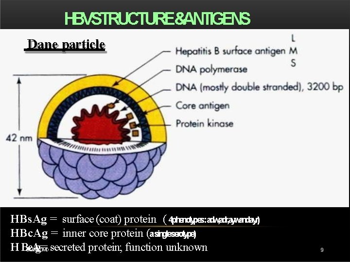 HBVSTRUCTURE&ANTIGENS Dane particle HBs. Ag = surface (coat) protein ( 4 phenotypes: adw, adr,