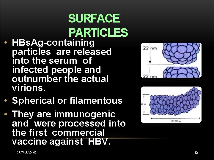 SURFACE PARTICLES • HBs. Ag-containing particles are released into the serum of infected people