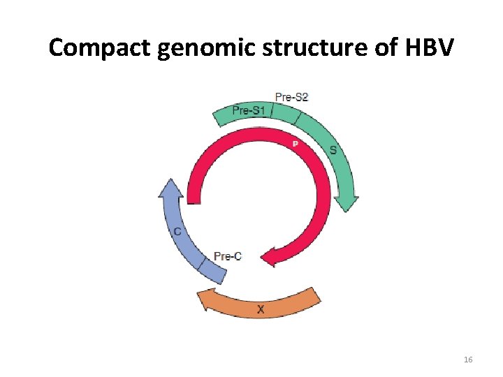 Compact genomic structure of HBV 16 