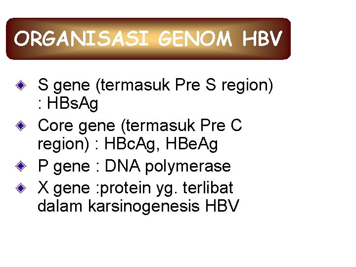 ORGANISASI GENOM HBV S gene (termasuk Pre S region) : HBs. Ag Core gene