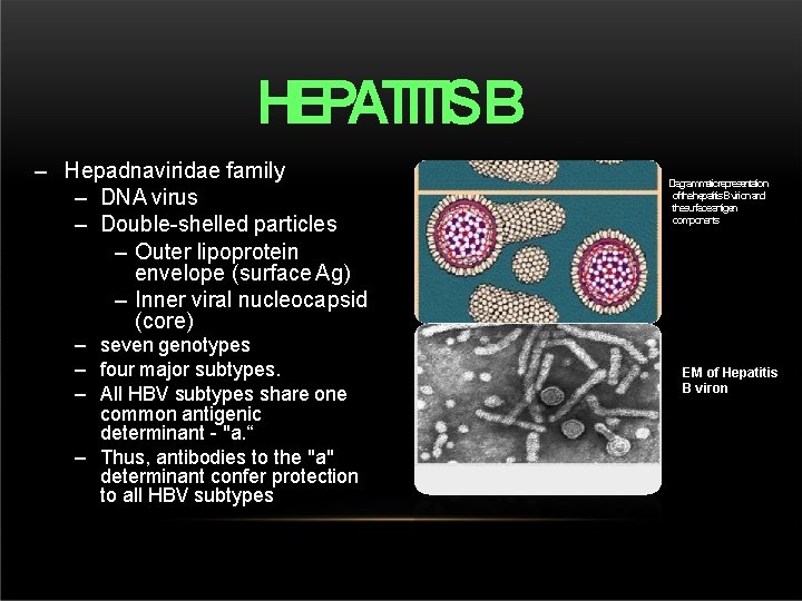 HEPATITISB – Hepadnaviridae family – DNA virus – Double-shelled particles – Outer lipoprotein envelope