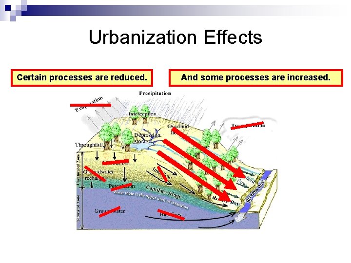 Urbanization Effects Certain processes are reduced. And some processes are increased. 