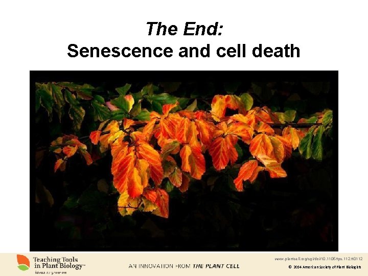 The End: Senescence and cell death www. plantcell. org/cgi/doi/10. 1105/tpc. 112. tt 0112 ©
