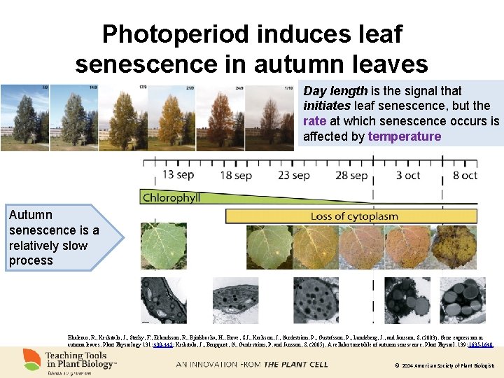 Photoperiod induces leaf senescence in autumn leaves Day length is the signal that initiates