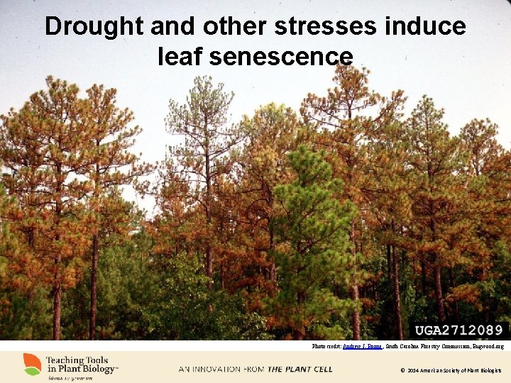 Drought and other stresses induce leaf senescence Photo credit: Andrew J. Boone, South Carolina