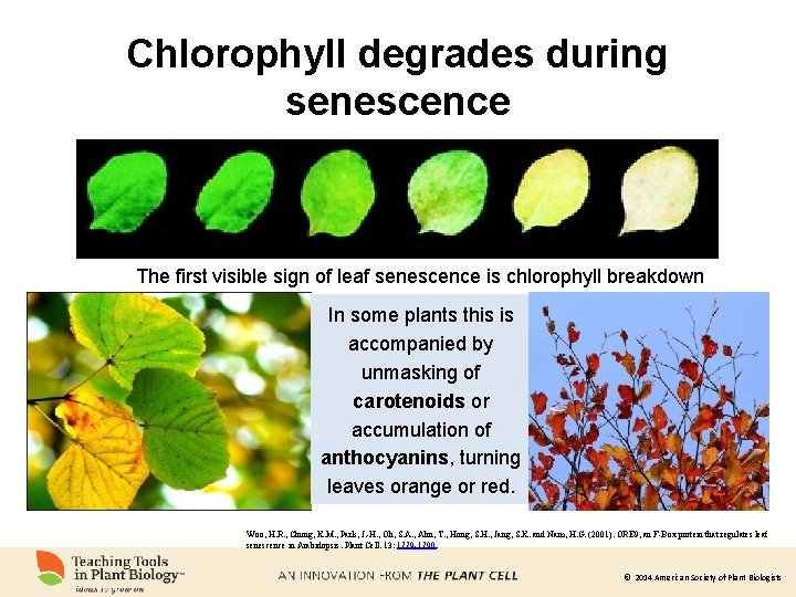 Chlorophyll degrades during senescence The first visible sign of leaf senescence is chlorophyll breakdown