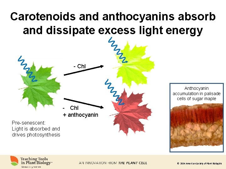 Carotenoids and anthocyanins absorb and dissipate excess light energy - Chl Anthocyanin accumulation in