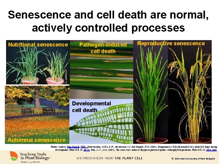 Senescence and cell death are normal, actively controlled processes Nutritional senescence Pathogen-induced cell death