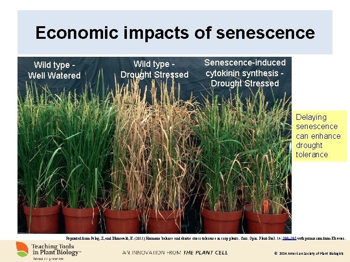 Economic impacts of senescence Wild type Well Watered Wild type Drought Stressed Senescence-induced cytokinin