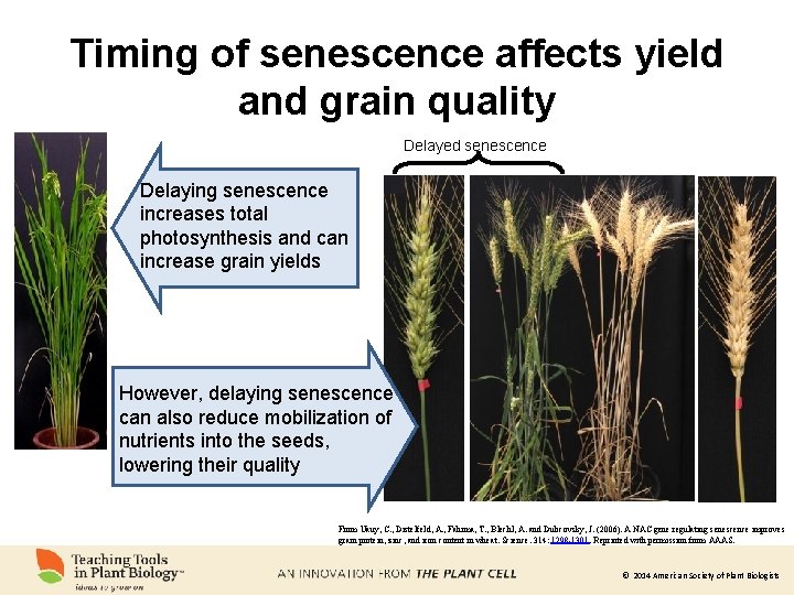 Timing of senescence affects yield and grain quality Delayed senescence Delaying senescence increases total