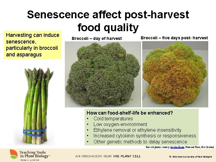 Senescence affect post-harvest food quality Harvesting can induce senescence, particularly in broccoli and asparagus
