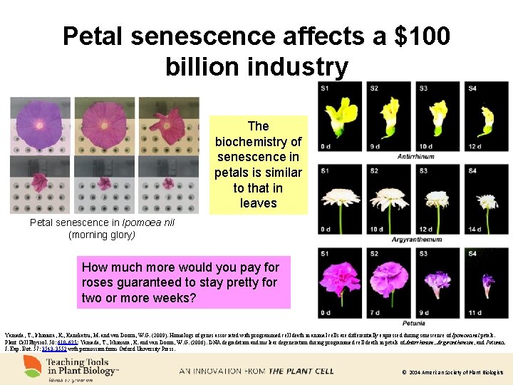 Petal senescence affects a $100 billion industry The biochemistry of senescence in petals is