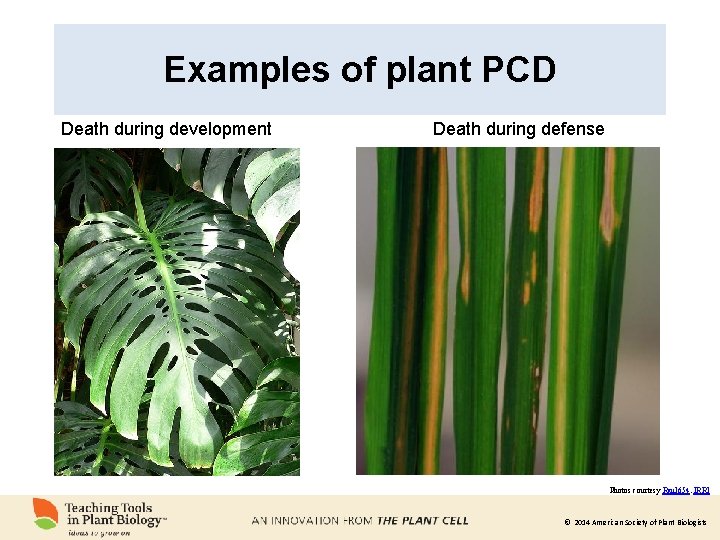 Examples of plant PCD Death during development Death during defense Photos courtesy Raul 654.