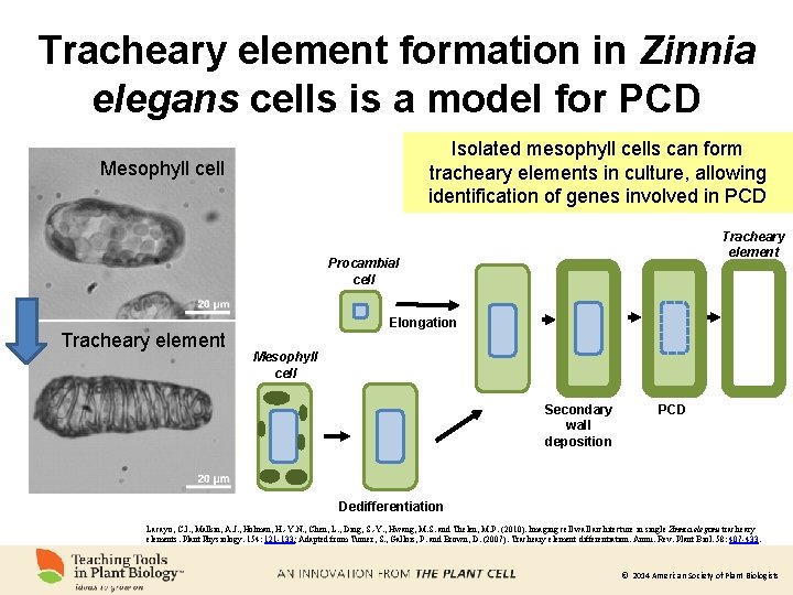 Tracheary element formation in Zinnia elegans cells is a model for PCD Isolated mesophyll