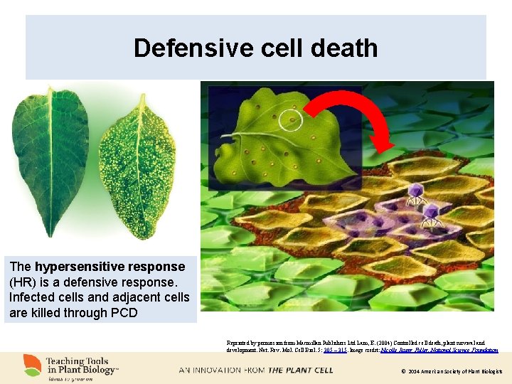 Defensive cell death The hypersensitive response (HR) is a defensive response. Infected cells and