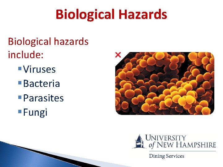 Biological Hazards Biological hazards include: § Viruses § Bacteria § Parasites § Fungi 