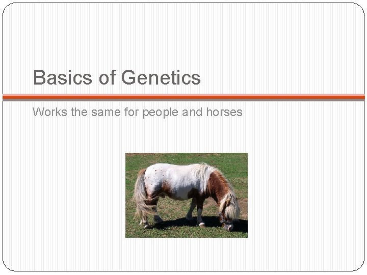 Basics of Genetics Works the same for people and horses 