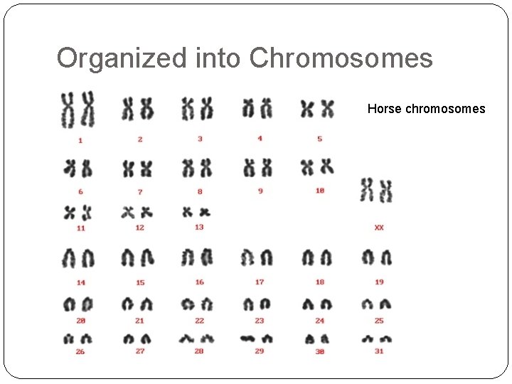 Organized into Chromosomes Horse chromosomes 