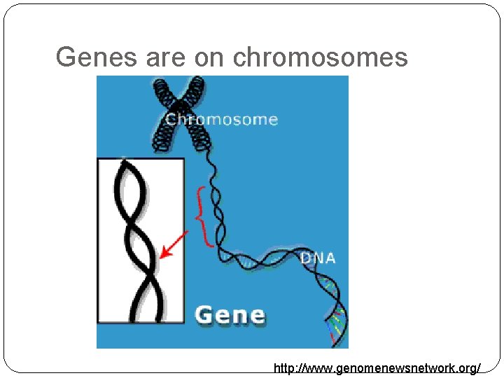 Genes are on chromosomes http: //www. genomenewsnetwork. org/ 