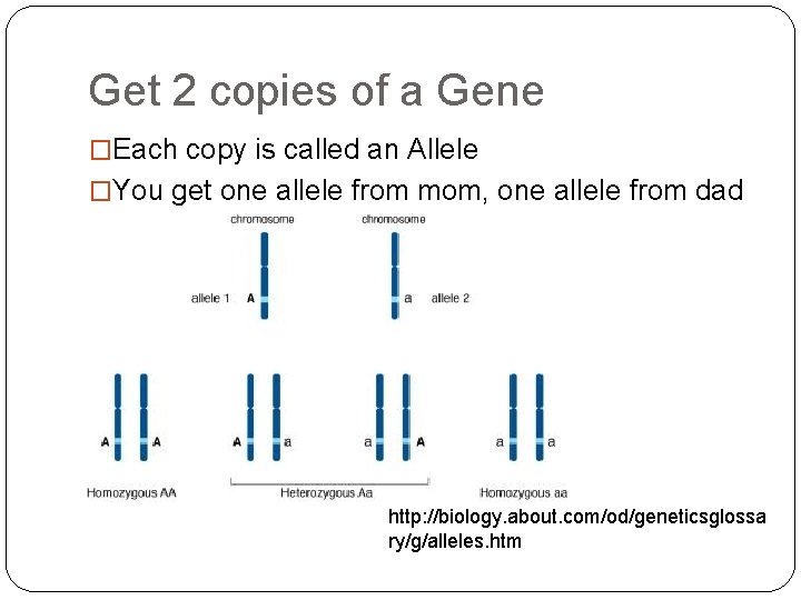 Get 2 copies of a Gene �Each copy is called an Allele �You get