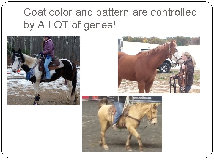 Coat color and pattern are controlled by A LOT of genes! 