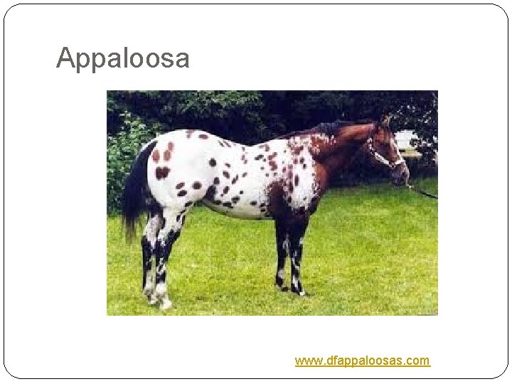 Appaloosa www. dfappaloosas. com 