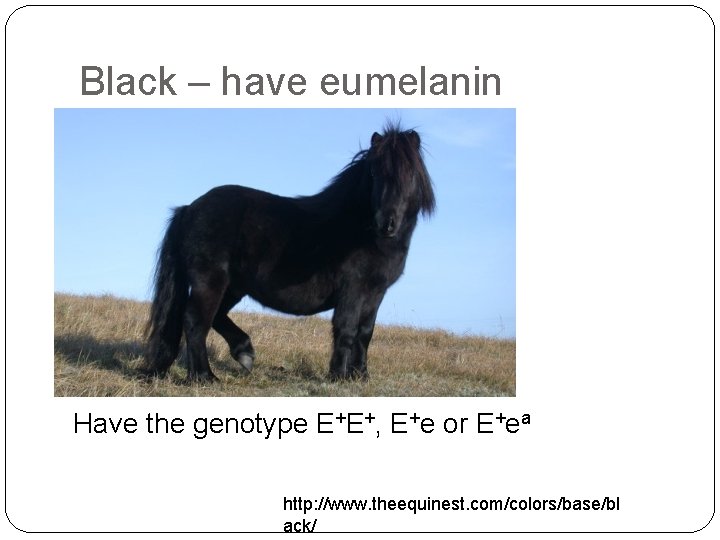 Black – have eumelanin Have the genotype E+E+, E+e or E+ea http: //www. theequinest.