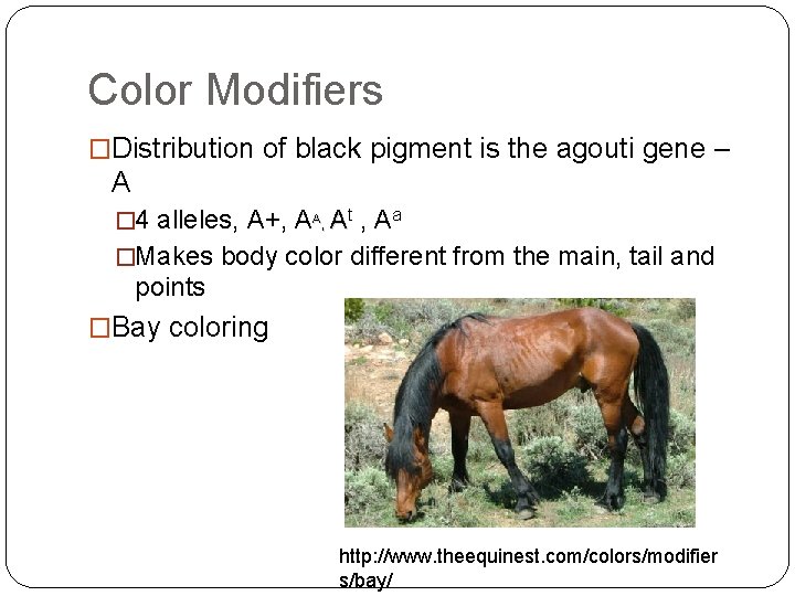 Color Modifiers �Distribution of black pigment is the agouti gene – A � 4