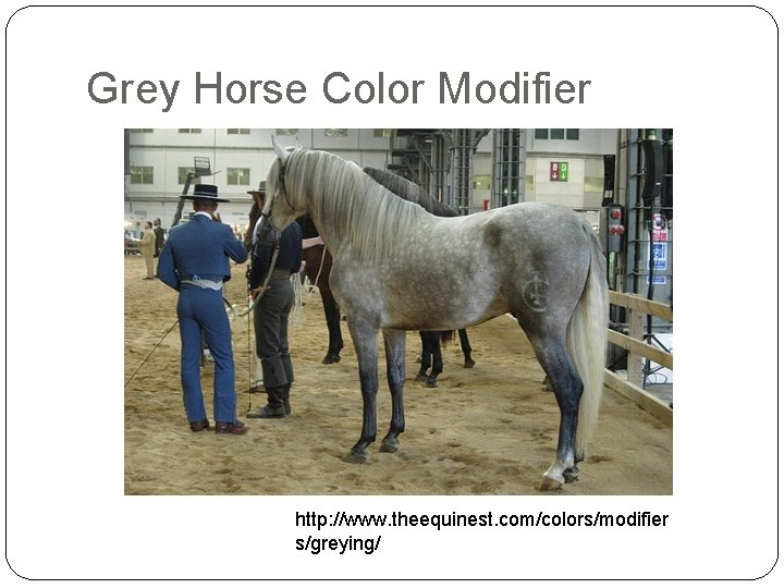 Grey Horse Color Modifier http: //www. theequinest. com/colors/modifier s/greying/ 