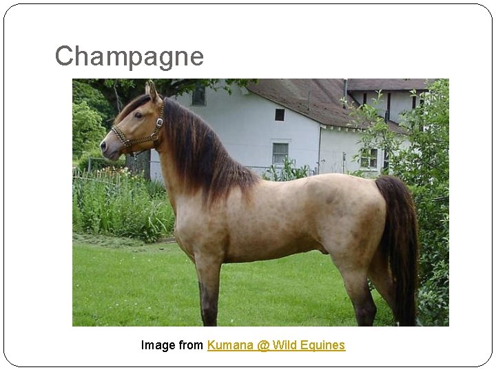 Champagne Image from Kumana @ Wild Equines 