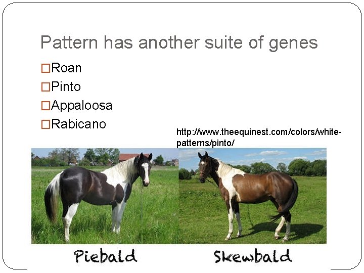 Pattern has another suite of genes �Roan �Pinto �Appaloosa �Rabicano http: //www. theequinest. com/colors/whitepatterns/pinto/