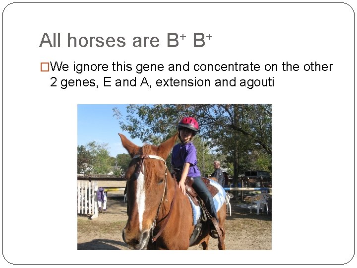 All horses are B+ B+ �We ignore this gene and concentrate on the other