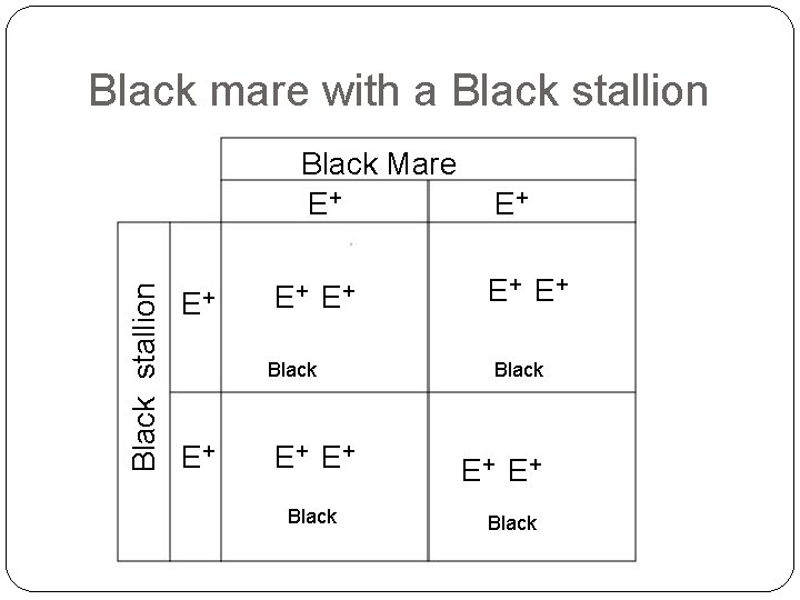 Black mare with a Black stallion Black Mare E+ E+ Black E+ E+ Black