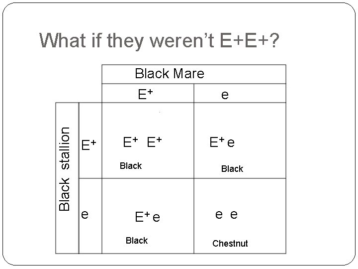 What if they weren’t E+E+? Black stallion Black Mare E+ E+ Black e E+