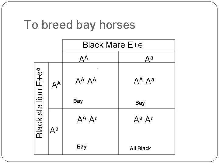 To breed bay horses Black Mare E+e Black stallion E+ea AA AA AA A