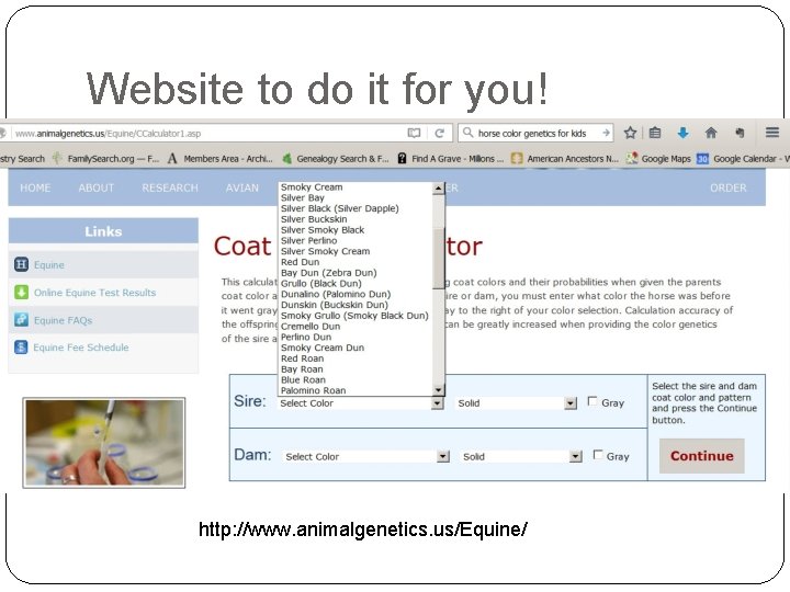 Website to do it for you! http: //www. animalgenetics. us/Equine/ 
