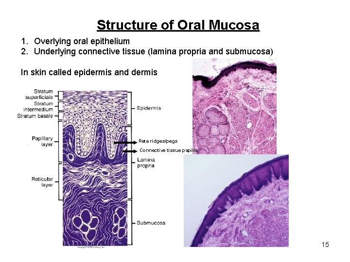 Structure of Oral Mucosa 1. Overlying oral epithelium 2. Underlying connective tissue (lamina propria