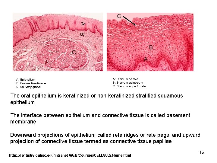 A: Epithelium B: Connective tissue C: Salivary gland A: Startum basale B: Startum spinosum