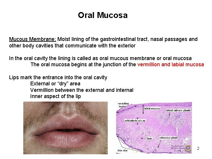 Oral Mucosa Mucous Membrane: Moist lining of the gastrointestinal tract, nasal passages and other