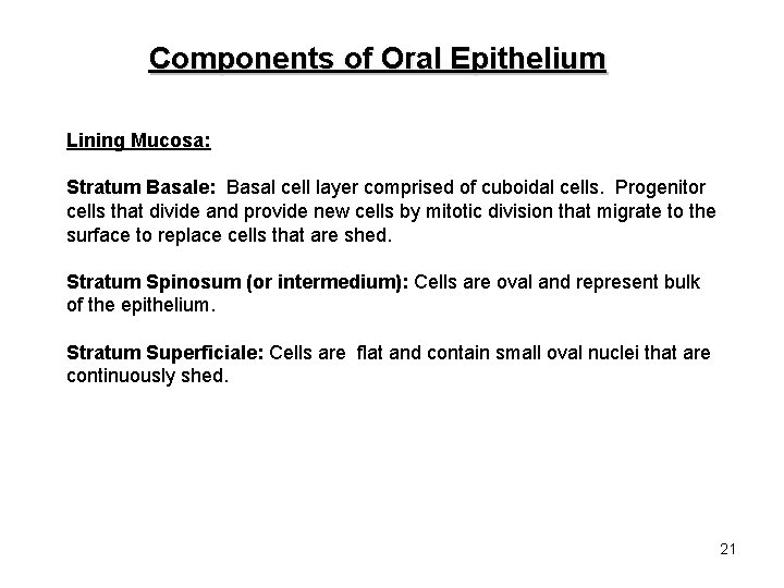 Components of Oral Epithelium Lining Mucosa: Stratum Basale: Basal cell layer comprised of cuboidal
