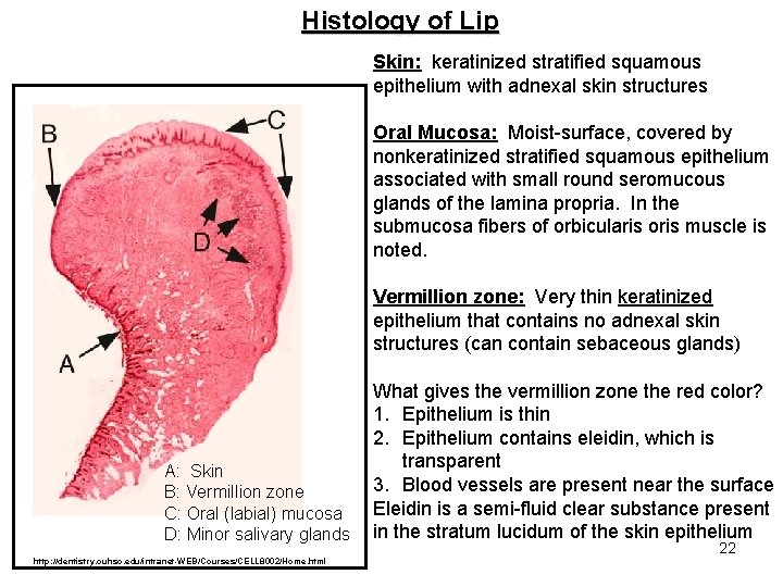 Histology of Lip Skin: keratinized stratified squamous epithelium with adnexal skin structures Oral Mucosa: