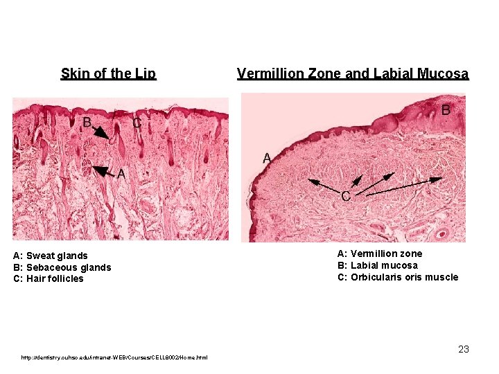 Skin of the Lip A: Sweat glands B: Sebaceous glands C: Hair follicles http: