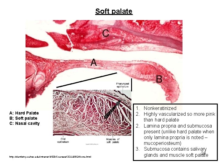 Soft palate A: Hard Palate B; Soft palate C: Nasal cavity http: //dentistry. ouhsc.
