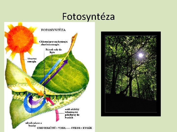 Fotosyntéza 