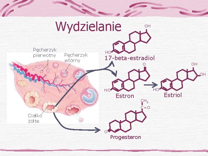 Wydzielanie Pęcherzyk pierwotny Pęcherzyk wtórny OH HO 17 -beta-estradiol O OH OH HO HO