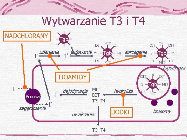 Wytwarzanie T 3 i T 4 NADCHLORANY I Tgb - utlenianie I + DIT