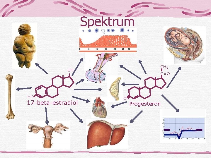 Spektrum CH 3 OH HO 17 -beta-estradiol C=O O Progesteron 