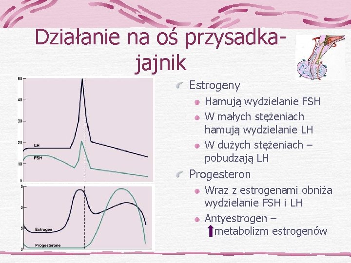 Działanie na oś przysadkajajnik Estrogeny Hamują wydzielanie FSH W małych stężeniach hamują wydzielanie LH