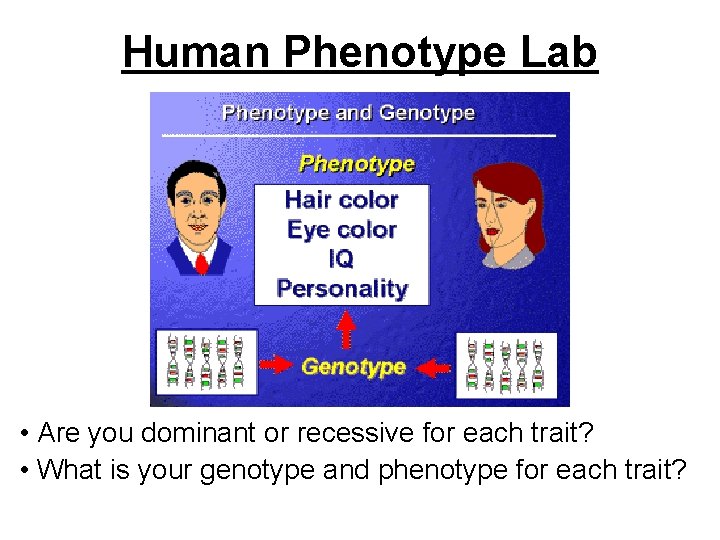 Human Phenotype Lab • Are you dominant or recessive for each trait? • What