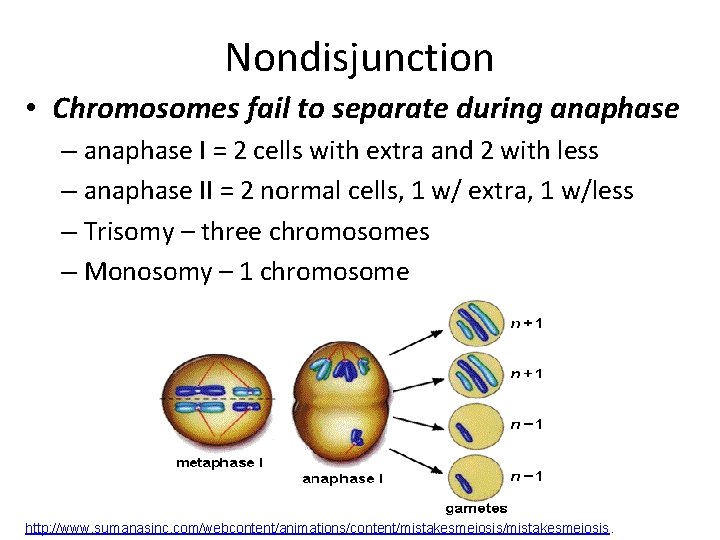 Nondisjunction • Chromosomes fail to separate during anaphase – anaphase I = 2 cells Nondisjunction • Chromosomes fail to separate during anaphase – anaphase I = 2 cells